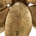 Arteriors DFI07 Farah 8-lt 44" Flush Mount