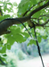 Bover Garota 1-lt 11" Outdoor Plug-In LED Pendant