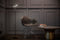 Koncept RYO-SW-MTB Royyo LED Floor Lamp, Matte Black Body